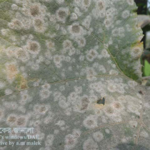 মিষ্টি কুমড়ার পাউডারী মিলডিউ রোগ