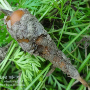 গাজরের ভায়োলেট শিকড় পচা রোগ